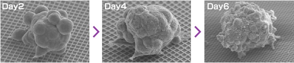 Spheroid formation on NCP plates