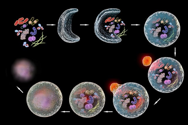 Autophagy Pathway image