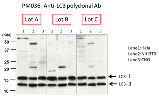 QC of PM036