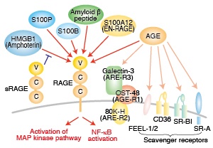 Give Your Research 100% With a S100 Antibody