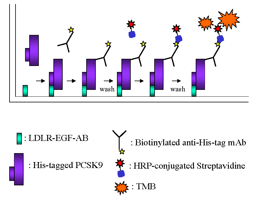 Elevate your Cholesterol Research Part 2: How Our PCSK9 ELISA Kit Can ...