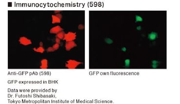 FluorescentBlog.jpg