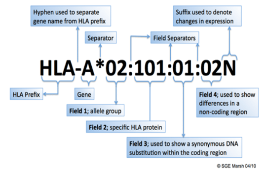 HLA Nomenclature