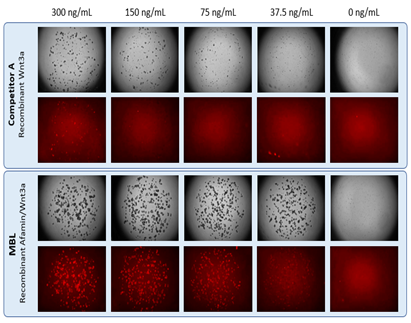 Organoid media