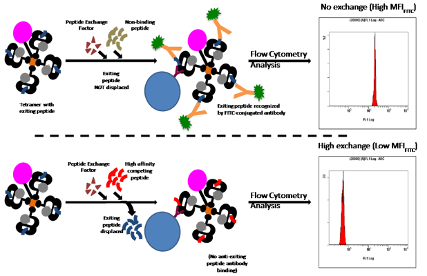 How peptide exchange works using QuickSwitch