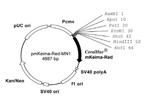 How to choose the right vector for your fluorescent protein needs!