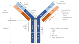 The Impact of In Vivo Isotype Controls on Therapeutic Drug Development