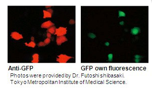Shed a little light in your cells using anti-GFP