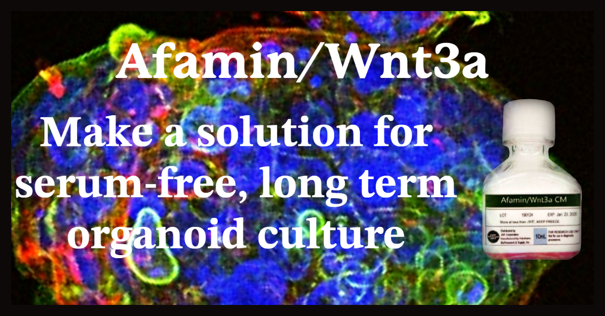 Is Wnt3a an essential component in organoid culture?
