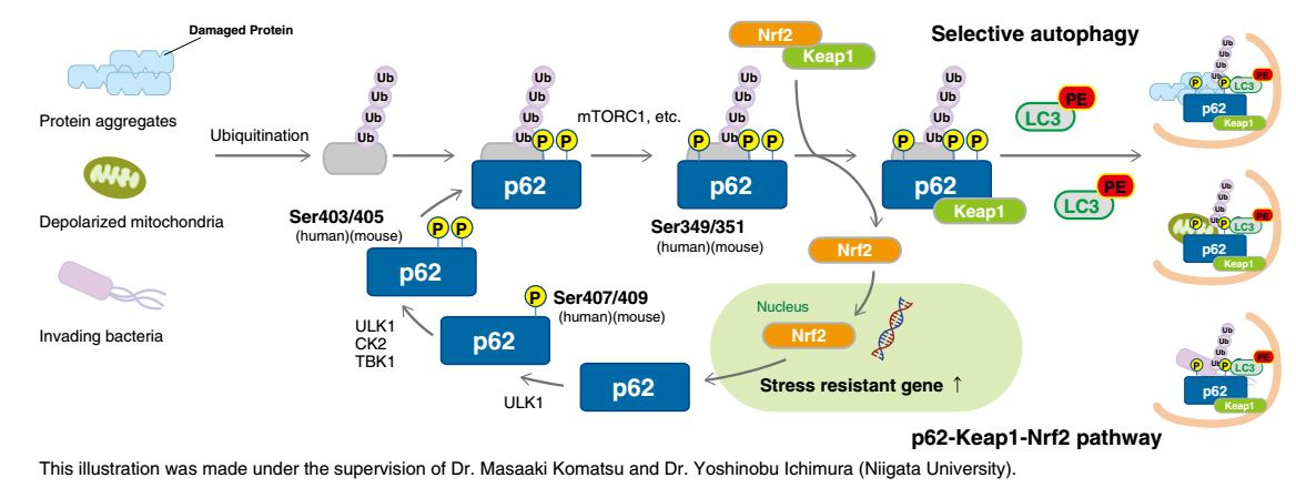 Mechanisms and detection methods of p62/SQSTM1 and its importance in the autophagy pathway.
