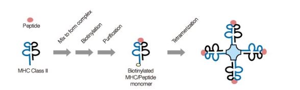 Cancer Immunotherapy - Growing focus on CD4+ T lymphocytes and MHC Class II Neoantigens