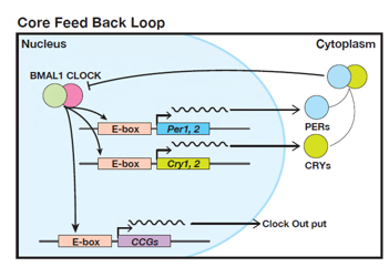 Protein analysis in circadian rhythm research