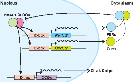 Schematic Representation of Role of CRY Proteins in Creating Circadian Rhythm