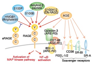 Image of S100 Role in MAP KInase and NF Kappa Beta Pathways