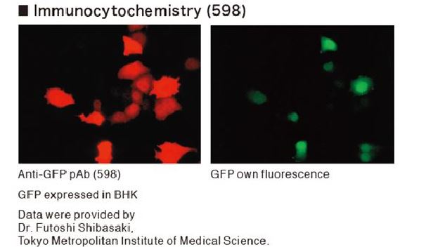 Antibodies for fluorescent proteins: Will it cross react with my variant?
