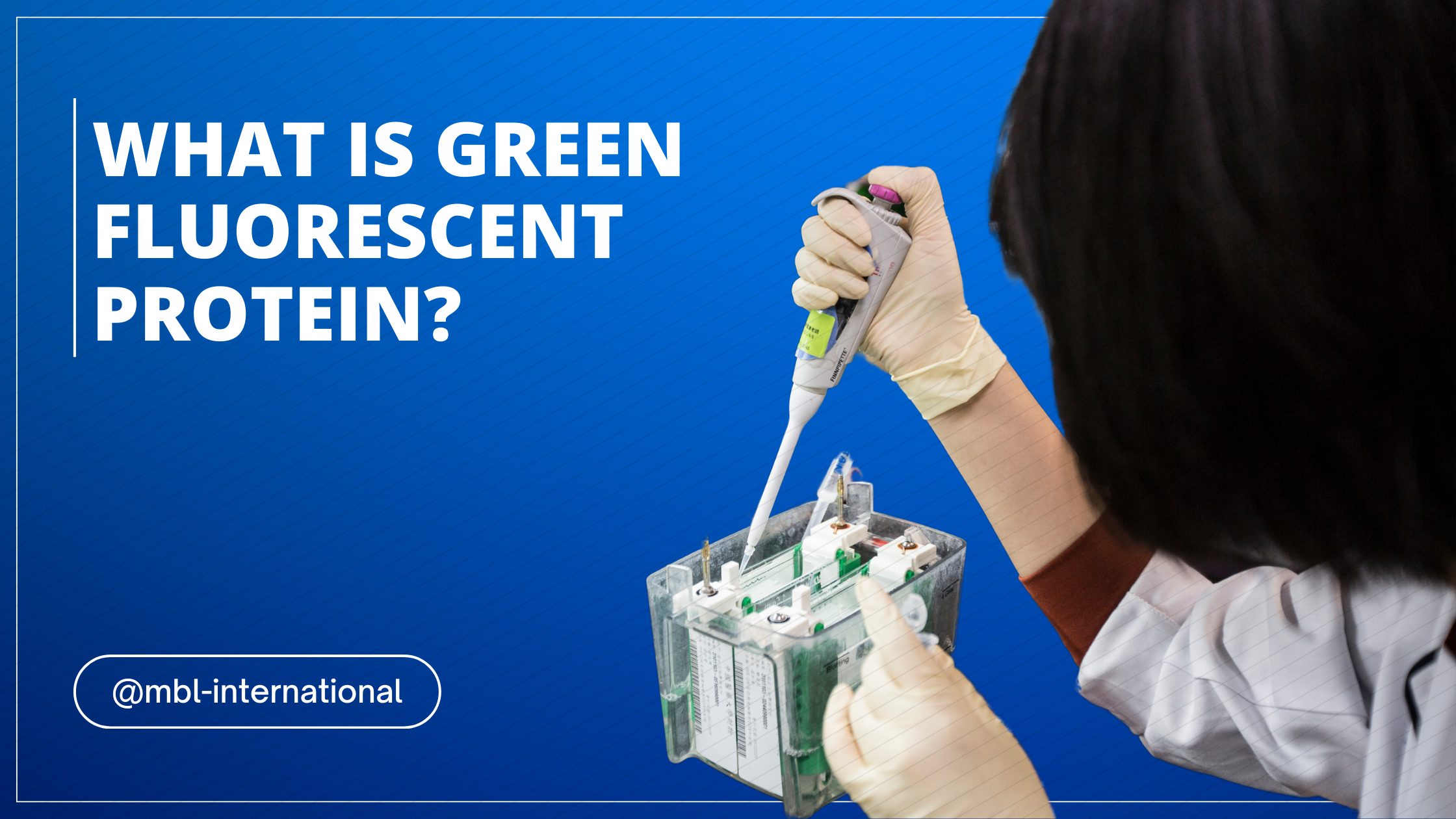 What Is Green Fluorescent Protein?