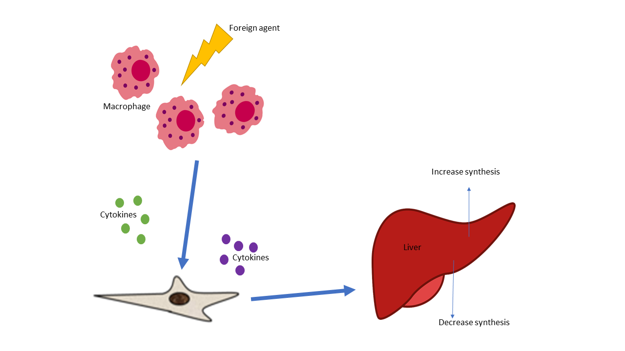 The various and complex components of the innate immune response