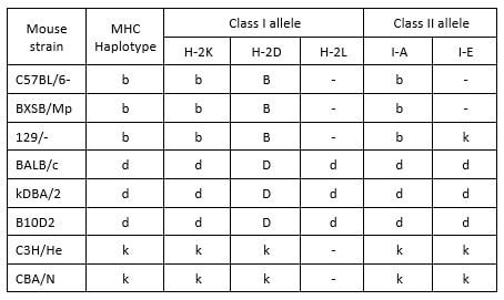 Which tetramers can be used for my mouse samples?