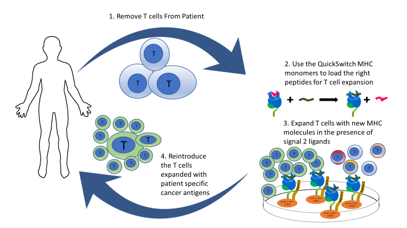 QuickSwitch, a tool for adoptive T cell transfer